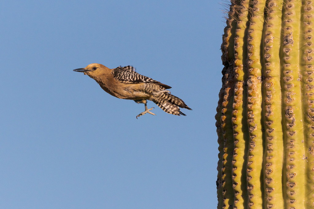 A female Gila woodpecker is in freefall after she has jumped out of her nest but before she spreads her wings to fly, taken on the Latigo Trail in McDowell Sonoran Preserve in Scottsdale, Arizona in May 2019