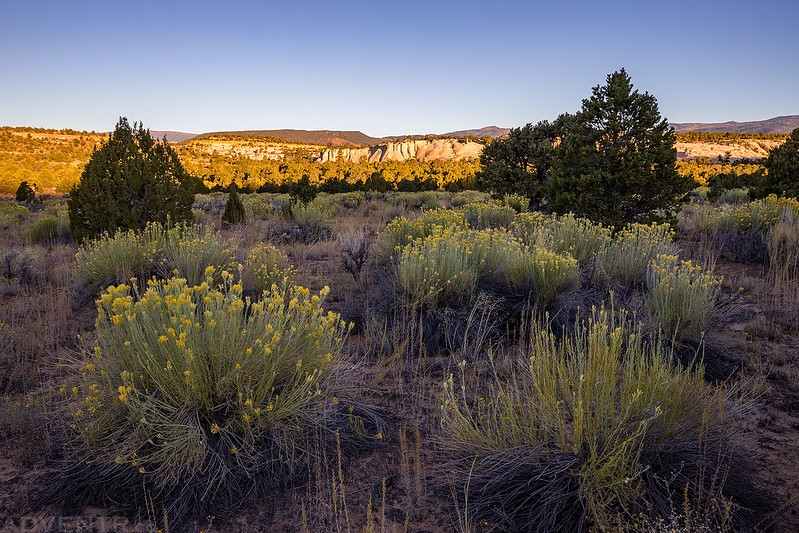 Rabbitbrush