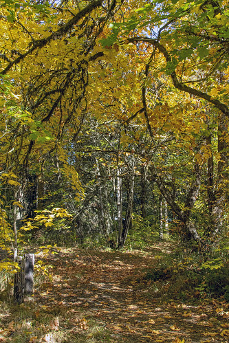 corvallis oregon avery park fall autumn al case landscape trail leaves color foliage nikon season d500 nikkor 24120mm f4g hiking trails walk