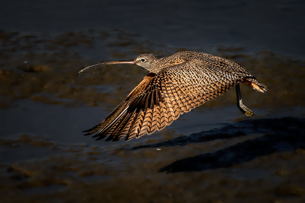 Long-billed Curlew take-off