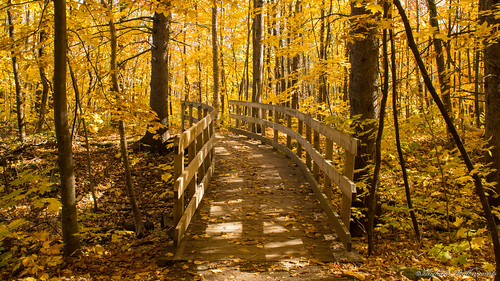 automne autumnparcdelescarpementquébec canada parc sentier trail orange sonya77 sigma24x7028 en dans les parcs autumn parks saariysqualitypictures
