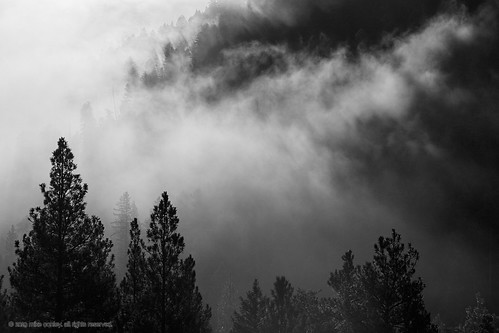 twincreeks montana usa mainemediaworkshops trees forest fog sunrise sunbeams clouds canonef100mmf28lmacroisusm canoneos7dmarkii