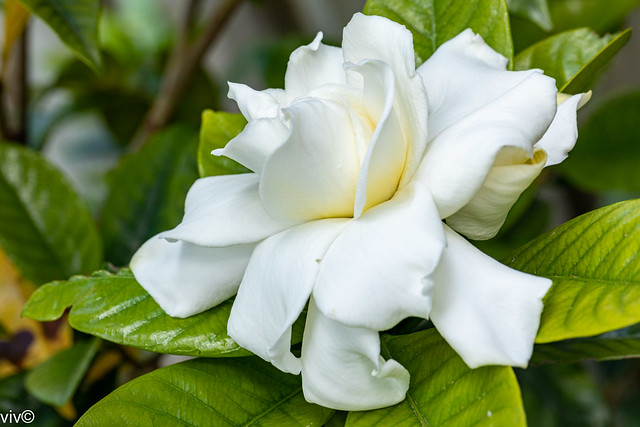 Large white scented Gardenia in our garden