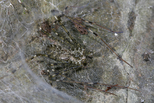 arthropod spider hypochilidae hypochilus hypochiluspococki lampshadeweaver gsmnp tennessee canonef100mmf28macrousm bugguideswarm2008 inaturalist arachtober