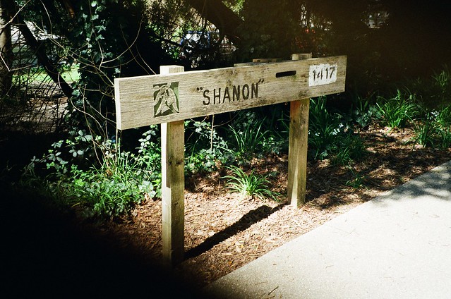 ''Shanon''