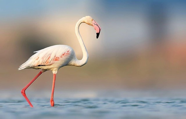 Greater flamingo