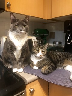 Crick & Watson know that the treats are in the cupboard right above them