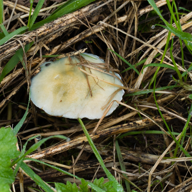 Lone verdigris mushroom, Compton Rough