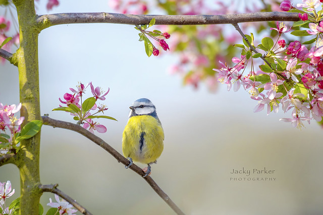 Blue Tit and Blossom