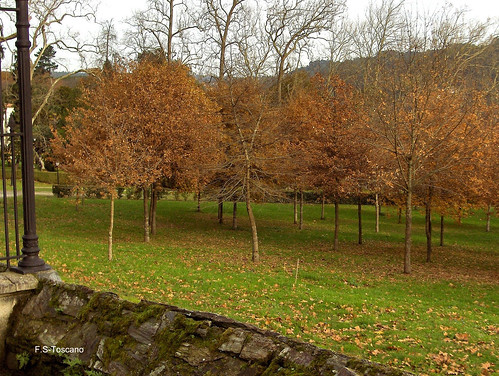 otoño autumn árboles trees coloresotoñales autumncolors hierba grass paisaje landscape lluvia rain pazodemariñan betanzos acoruña galiza galicia españa spain esetoscano