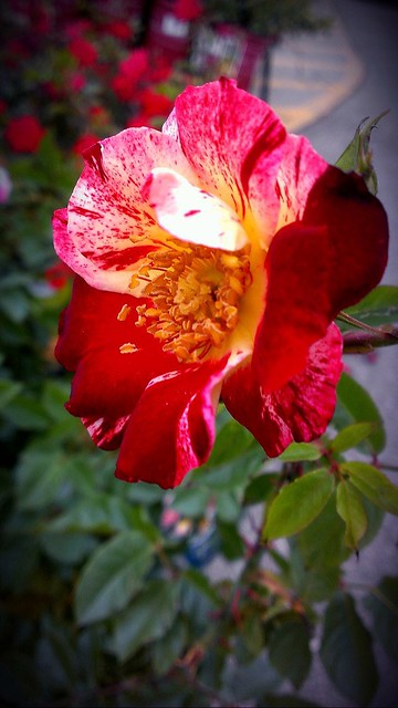 Fourth Of July Climbing Rose