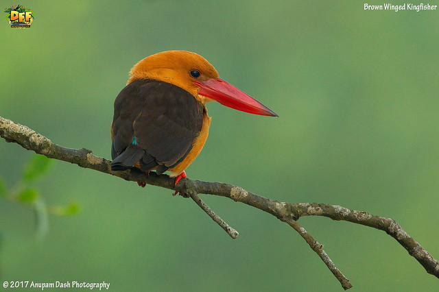 Brown Winged Kingfisher!!(_EJ1C3192)