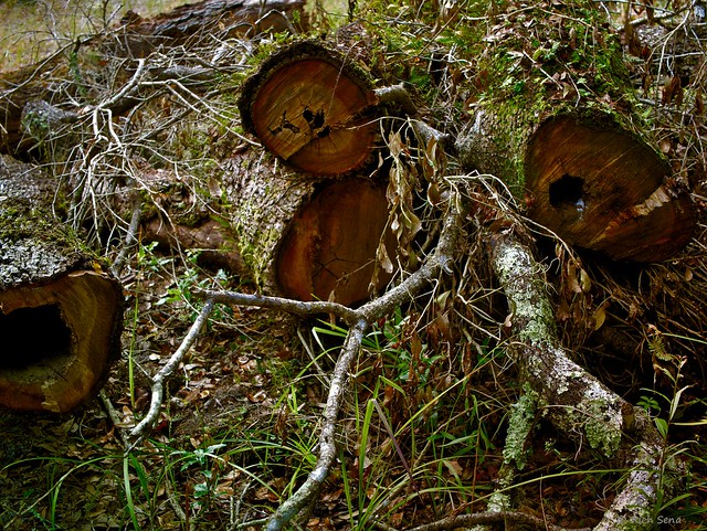 Old PIle of Oak Logs