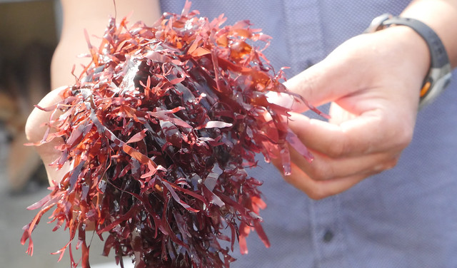 dulse003TW