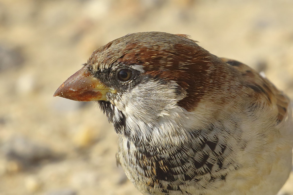 Pardal do telhado - Passer domesticus - House sparrow
