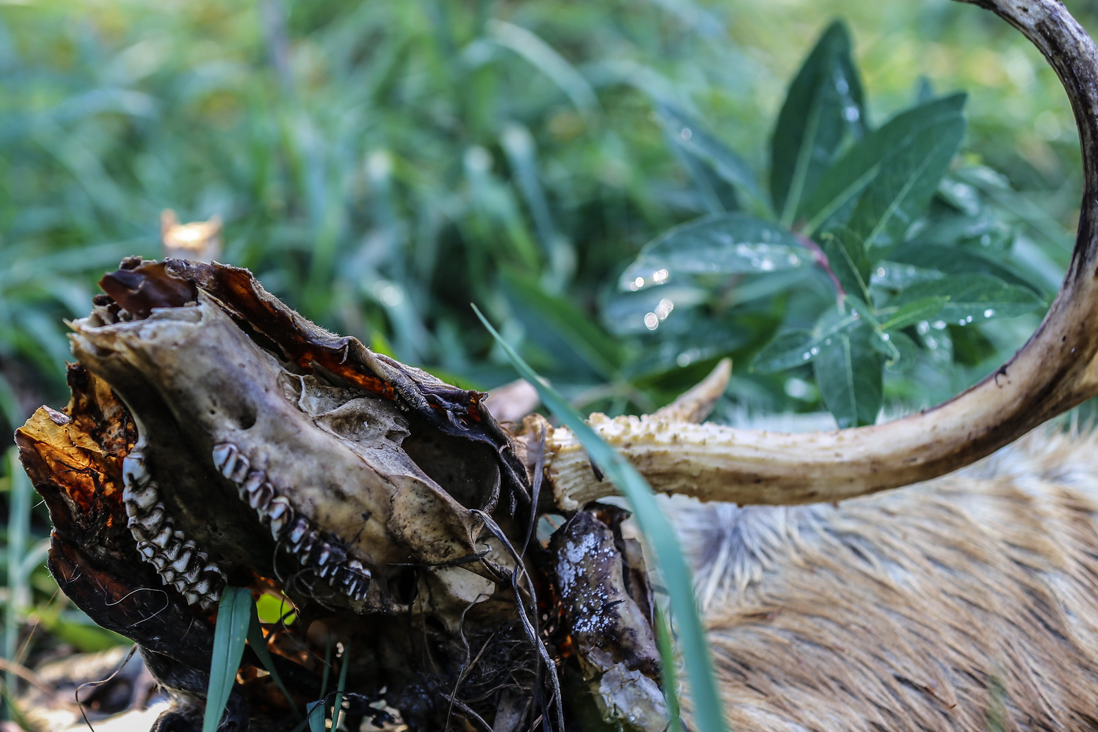 deer skull
