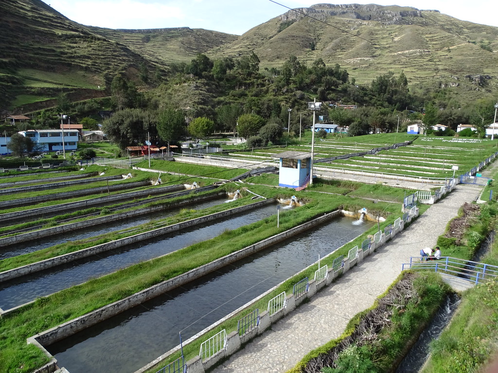 Trucha Trout Farm Of Ingenio The Big Attraction Of Flickr