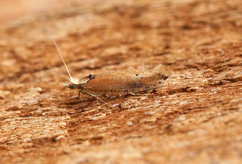 [0460] Ypsolopha parenthesella | by Bennyboymothman