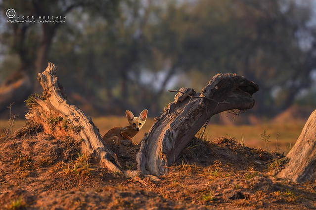 The white-footed fox (Desert Fox)