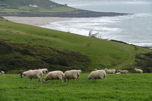 sheep view scenery seashore baggypoint devon northdevon nationaltrust