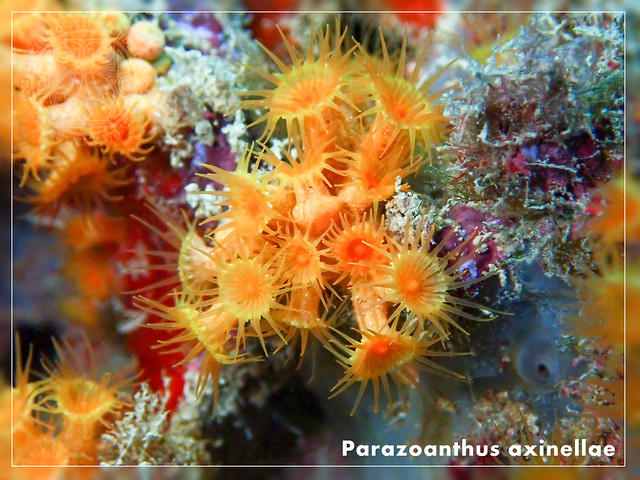 Parazoanthus axinellae