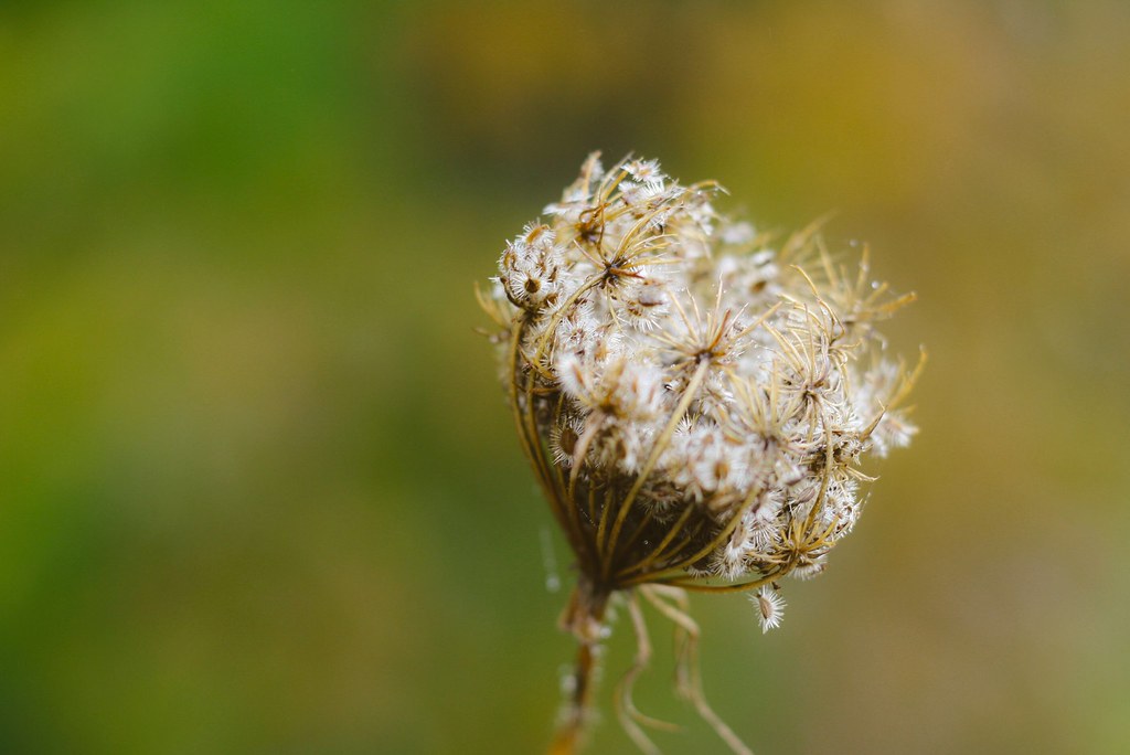 Queen Anne’s Lace seeds