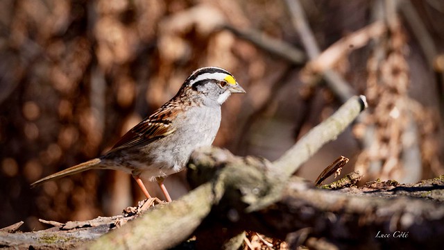 White-throated sparrow/Bruant à gorge blanche