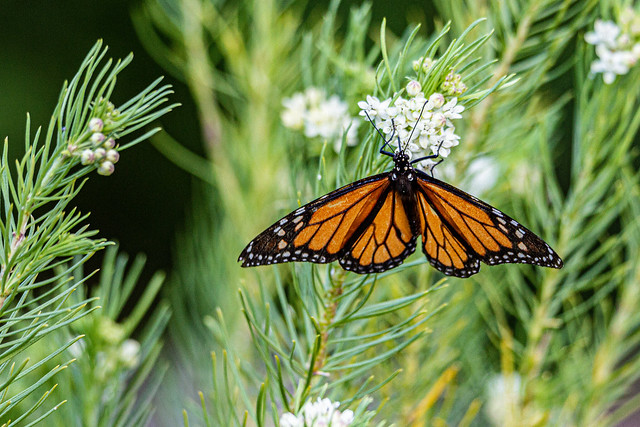 Monarch butterfly and pineleaf milkweed