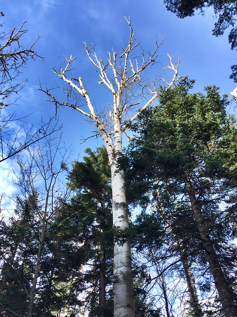 Cool-Looking Birch Tree