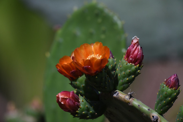 Fleur de cactus / Cactus Flower