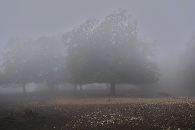Wild im Nebel / Wildlife in the fog