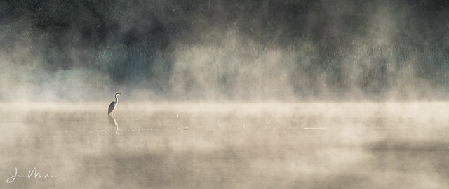 Blue Heron in the Mist