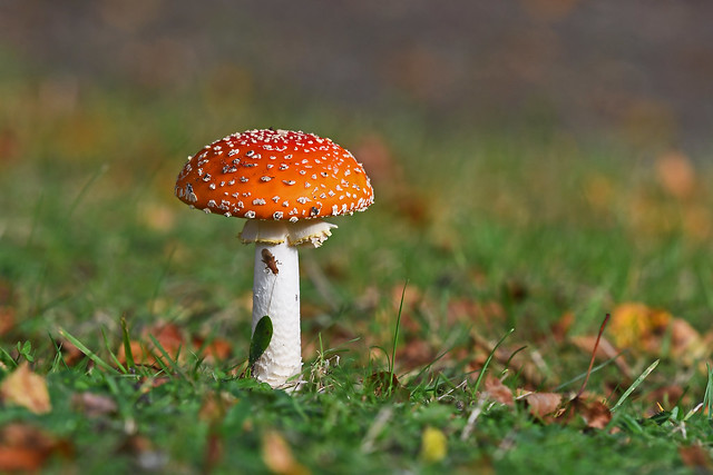 Autumn - Mushrooms - fly agaric