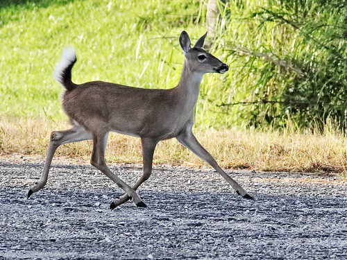 White-tailed yearling fawn 01-20191015