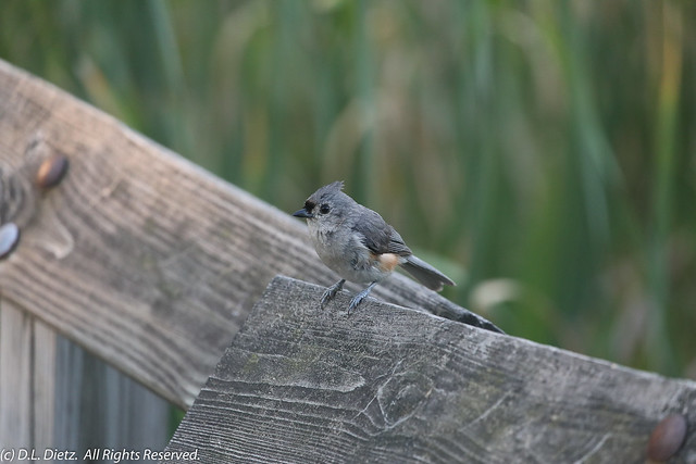 Tufted Titmouse - 2018-07-04