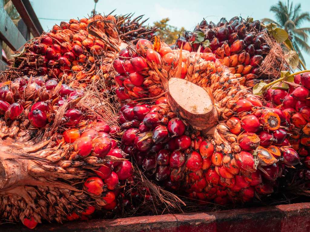 Ripened palm oil fruit | Harvested palm oil fruit is rich in\u2026 | Flickr