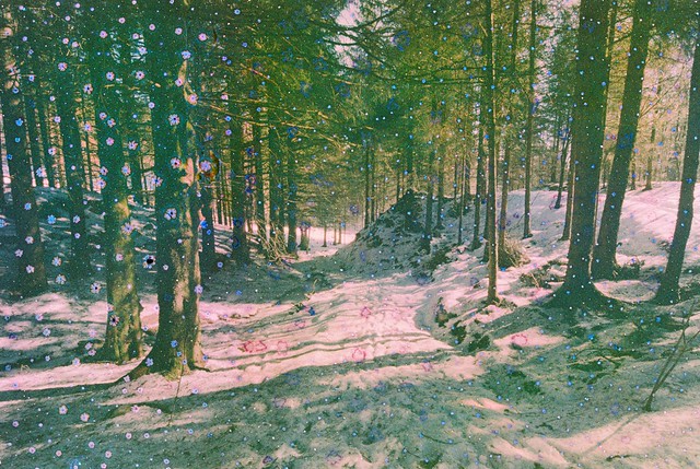 Elemental #161: Pine forest track at sundown on Mount Fløyen, Norway