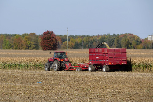 Harvesting late season corn in Bainsville, Lancaster Township, Ontario