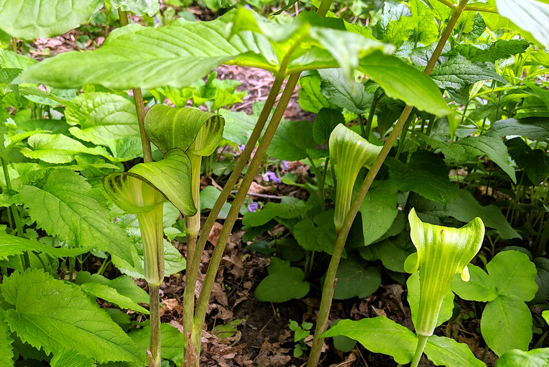 Four jack-in-the-pulpits under their tall leaves.