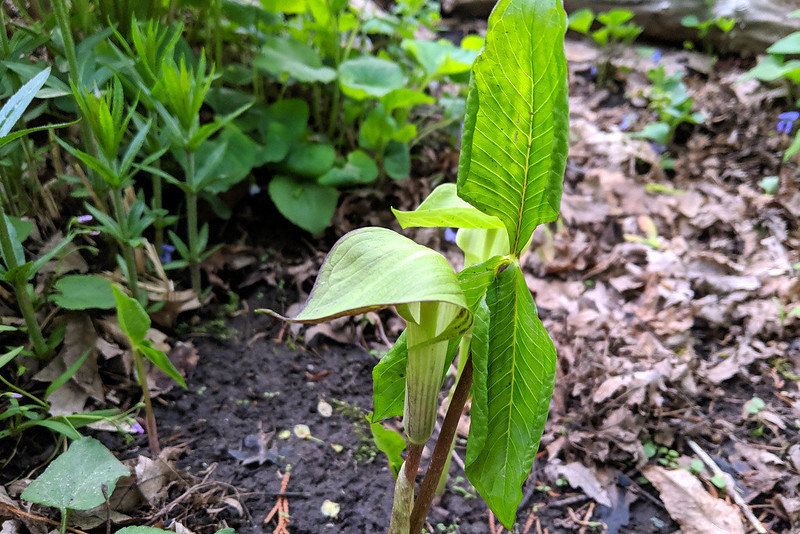Two jack-in-the-pulpit plants with their leaves still unfurling.