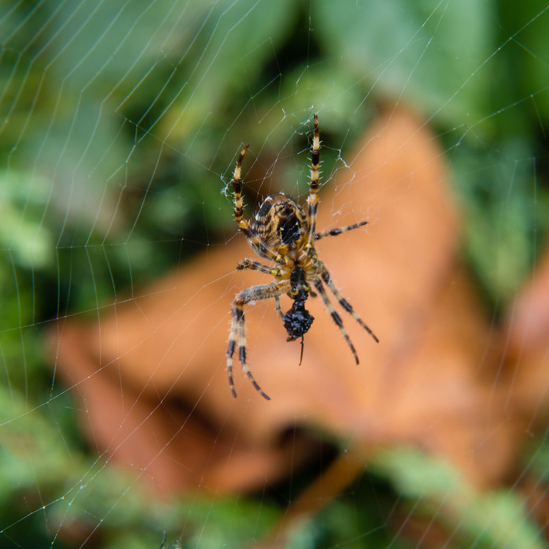 Mealtime for a garden cross spider