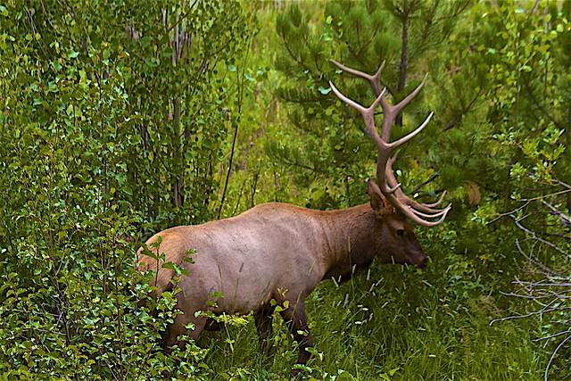 Bull Elk- Rocky Mountain National Park
