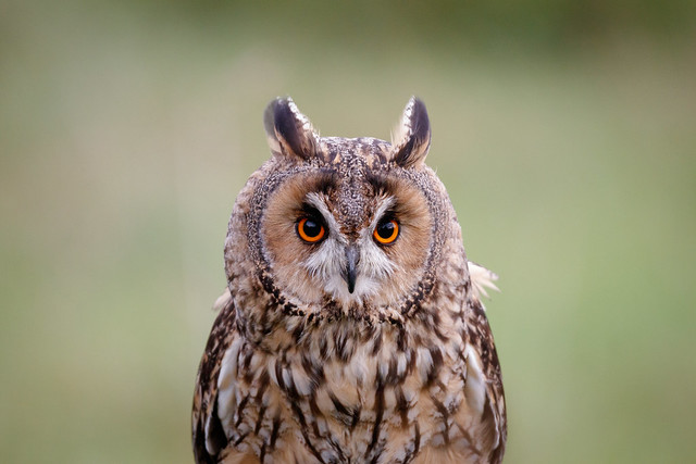 Focused Owl