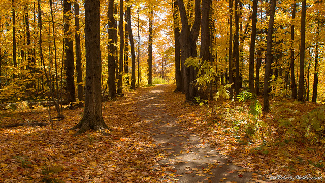 Automne, autumn - Parc de l'escarpement - Québec, Canada - 4840
