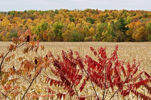 Fall Sumacs | by Jeannot7