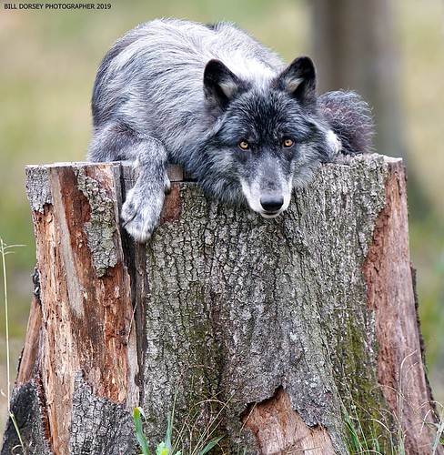 Gray Wolf #1 | by NiteOwl>