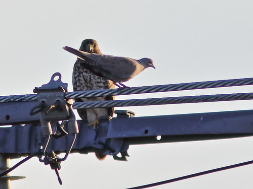 Eurasian Collard-Dove and Red-Shouldered Hawk 20191016
