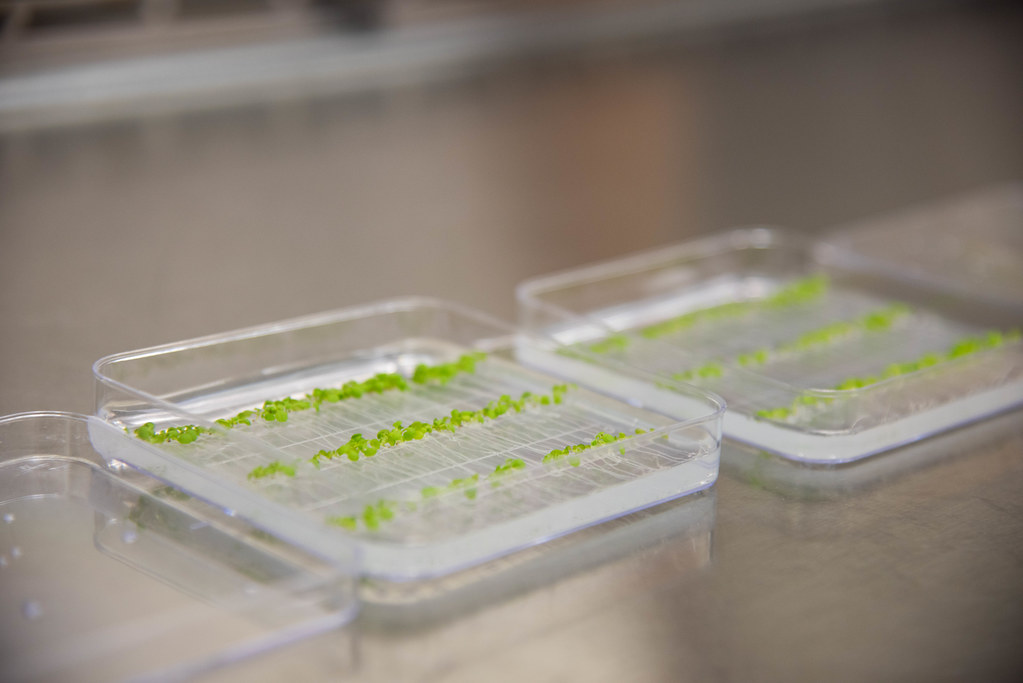 Arabidopsis sprouts