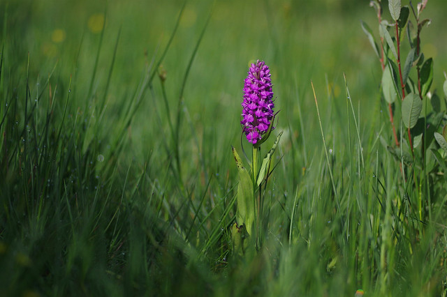 Southern Marsh Orchid.........