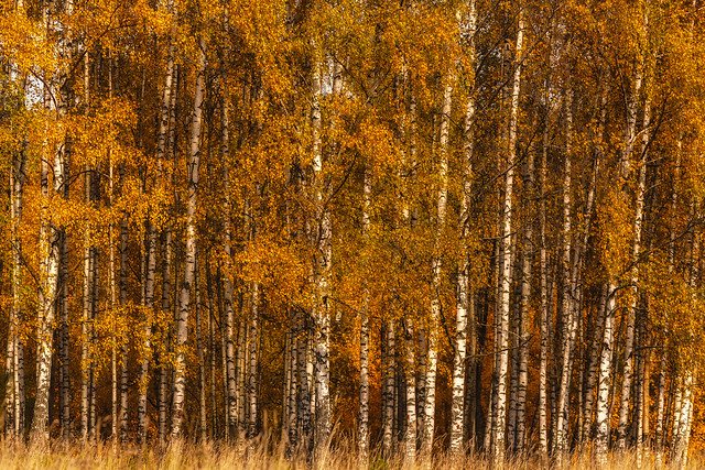 Autumn pattern of golden birch